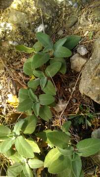 Image of Salvia tomentosa Mill.