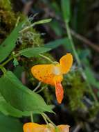 Image of Impatiens pacifica Zika