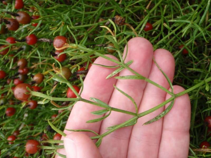 Image de Chironia baccifera L.