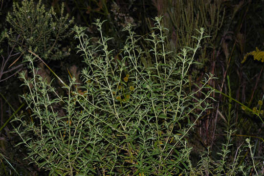 Image of Austroeupatorium laetevirens (Hook. & Arn.) R. King & H. Rob.