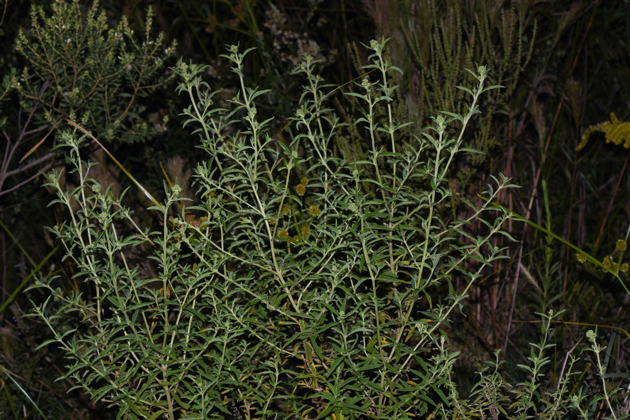 Austroeupatorium laetevirens (Hook. & Arn.) R. King & H. Rob.的圖片