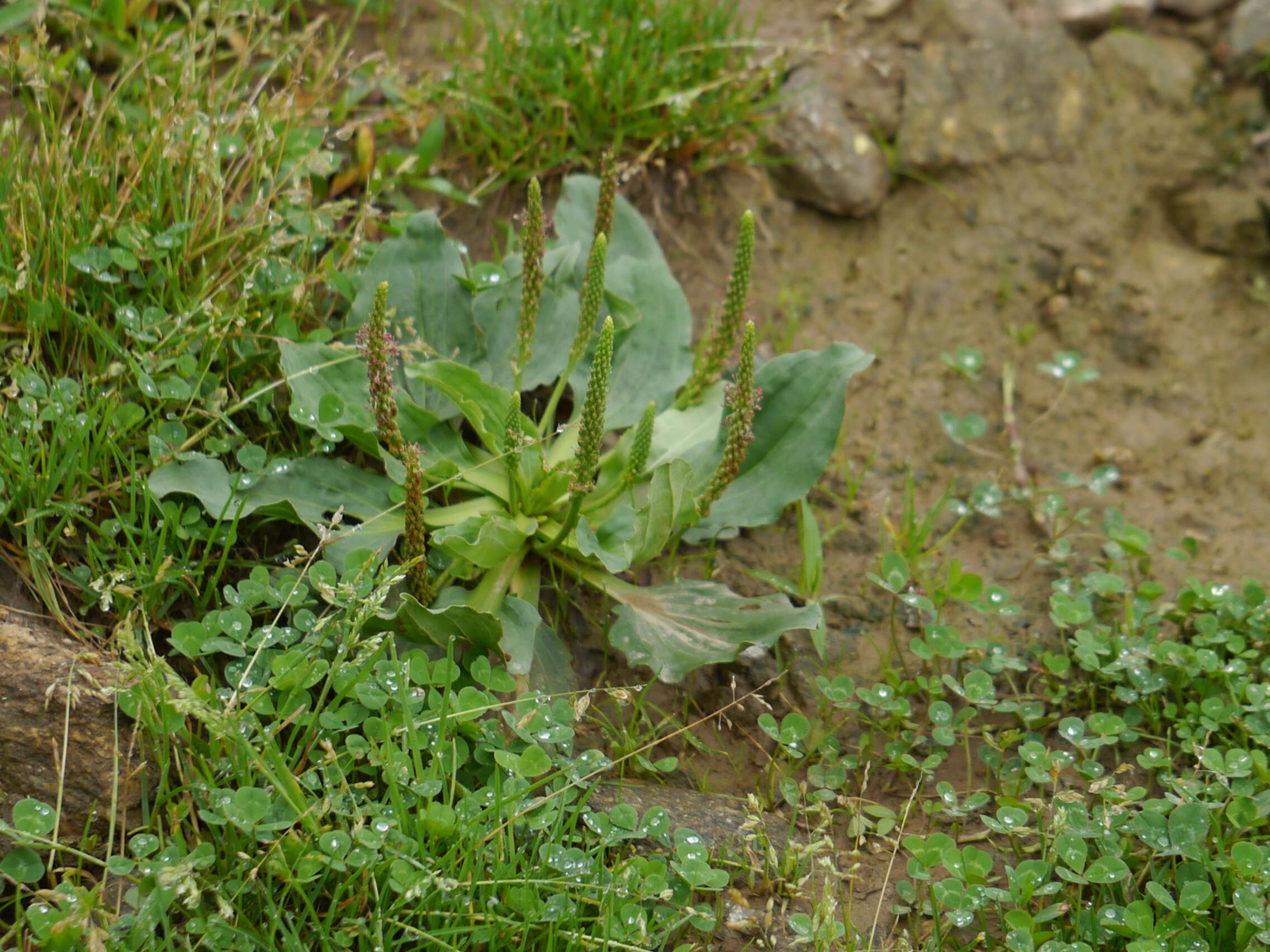 Image of Broadleaf Plantain