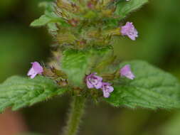 Image of wild basil