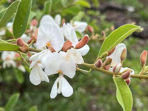 صورة Baphia massaiensis Taub.