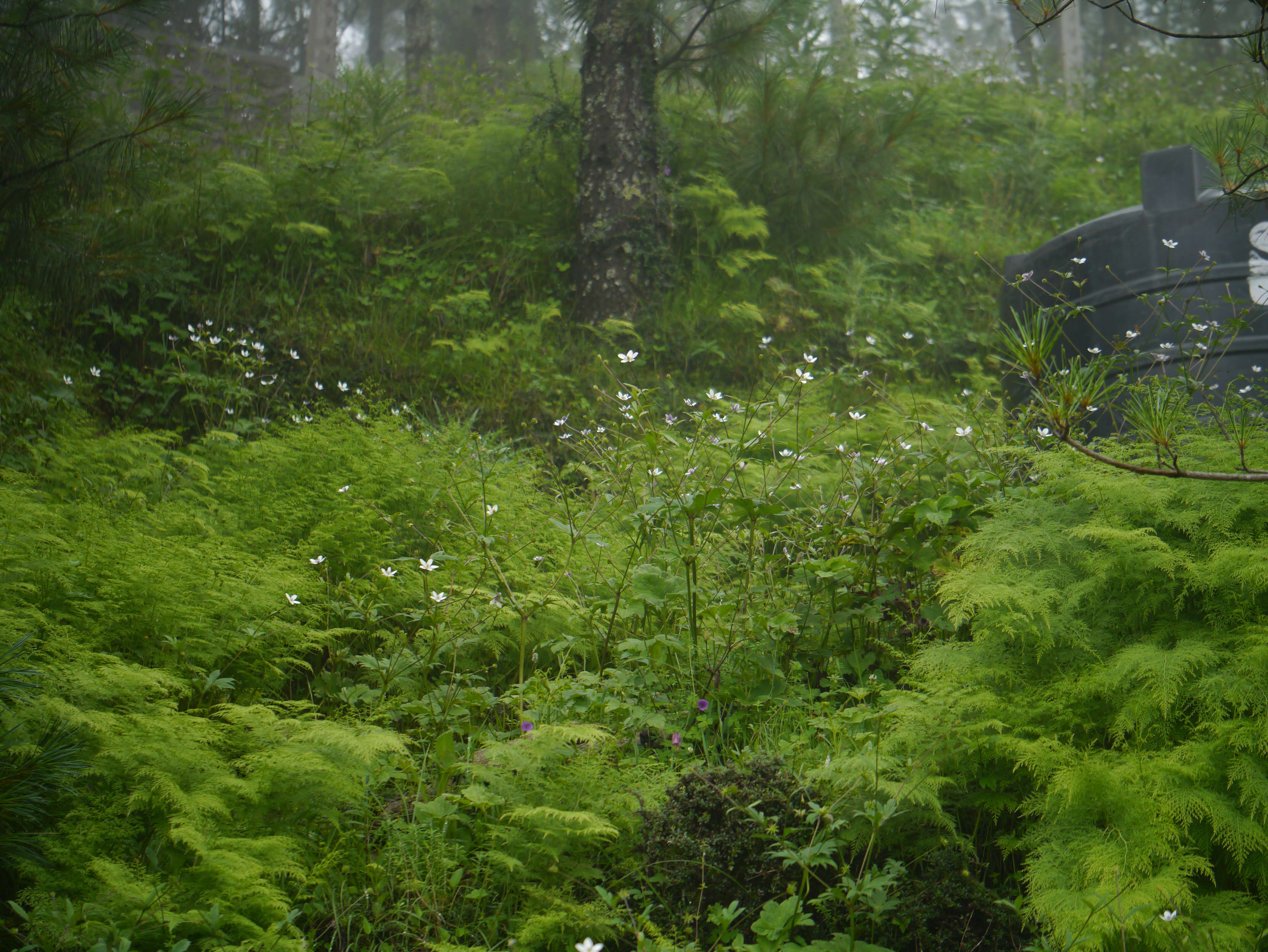 Image of <i>Anemone rivularis</i>