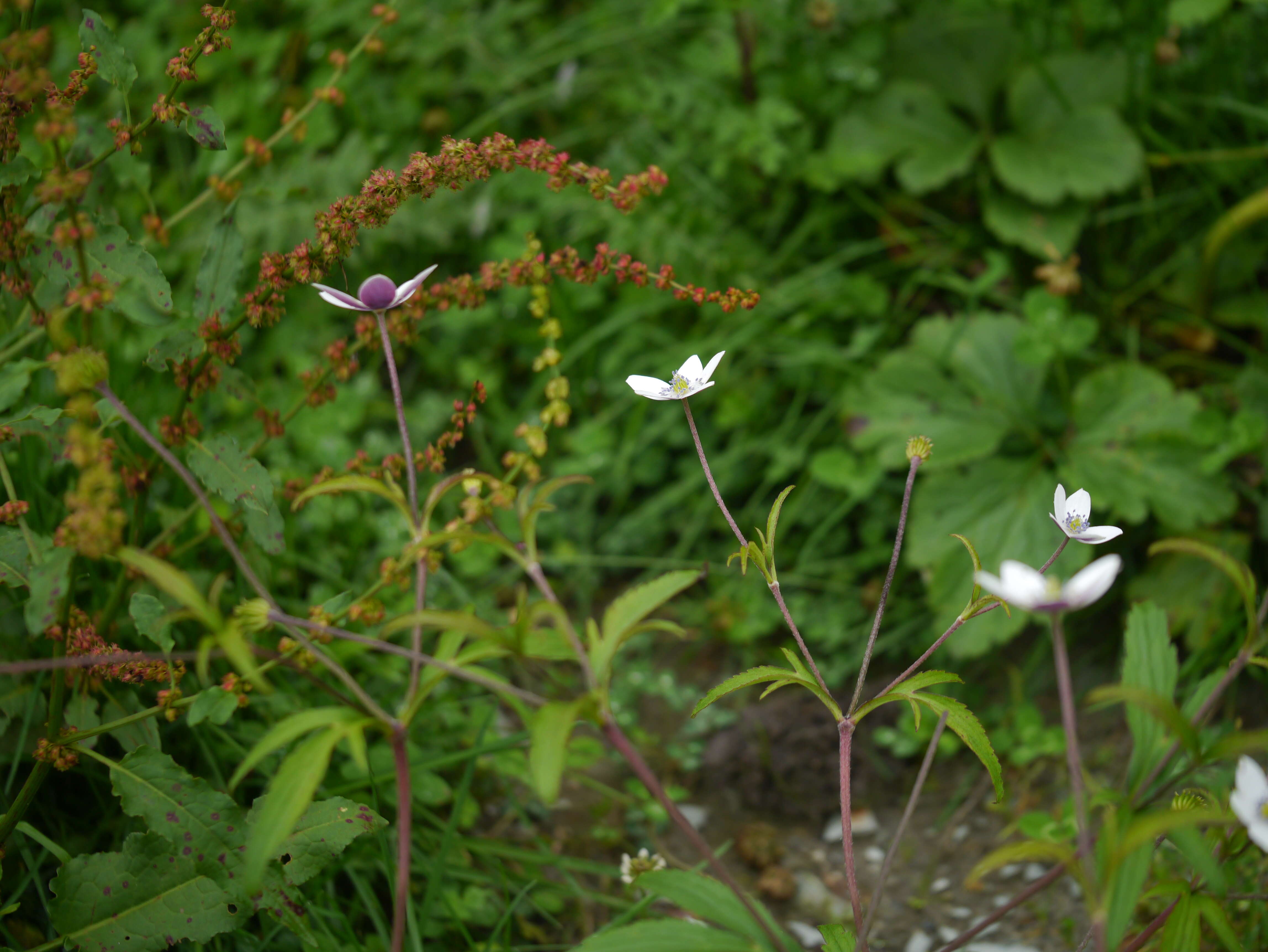 Image de <i>Anemone rivularis</i>