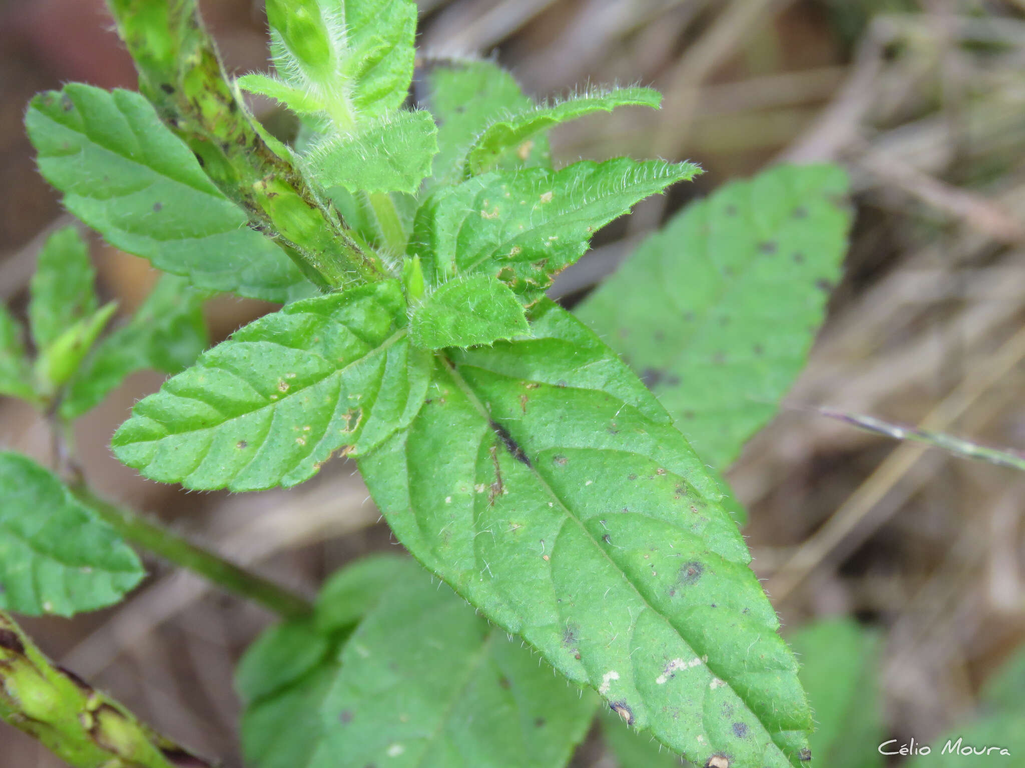 Image de Stachytarpheta sessilis Moldenke