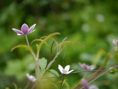 Image of <i>Anemone rivularis</i>