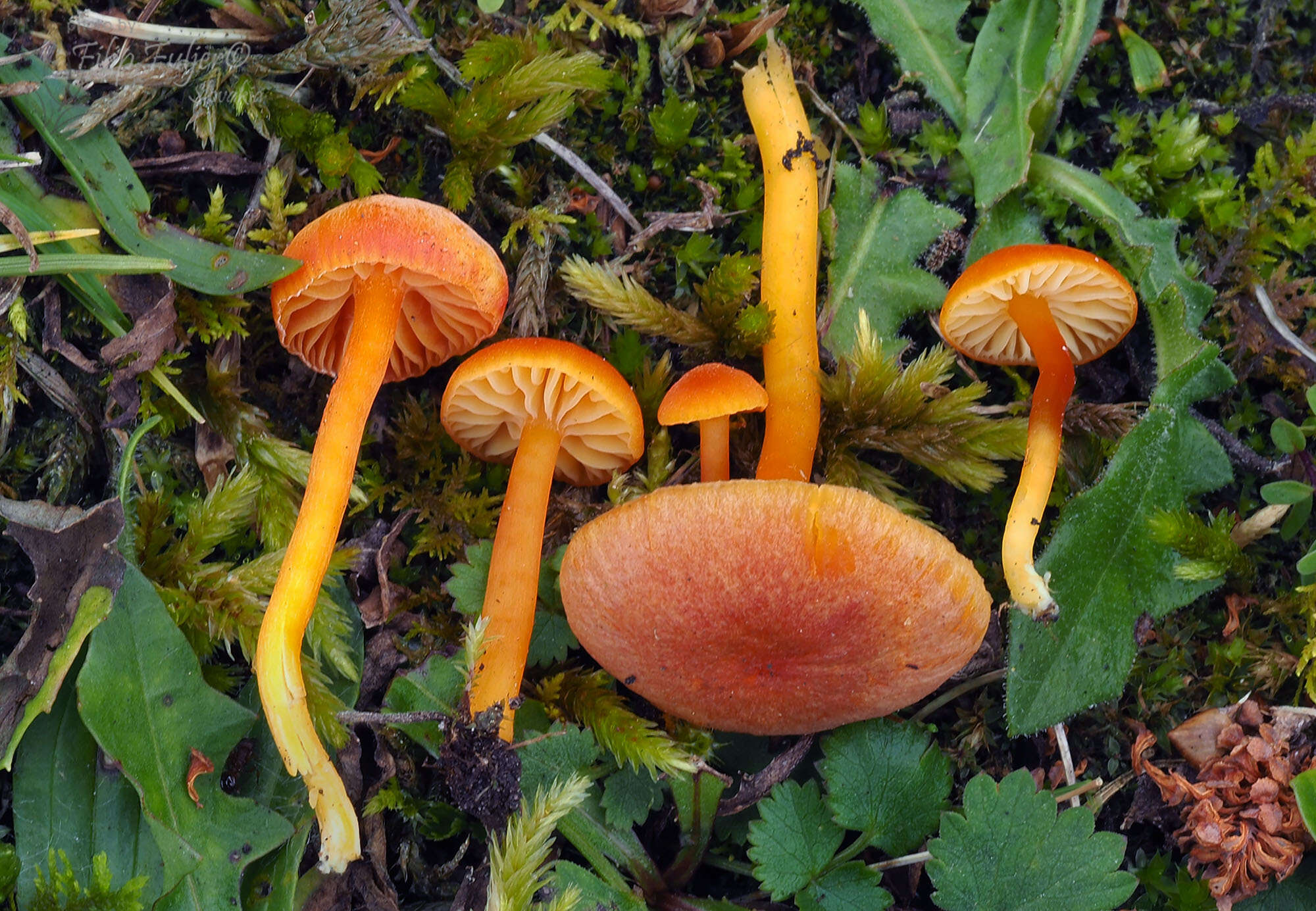 Sivun Hygrocybe calciphila Arnolds 1985 kuva