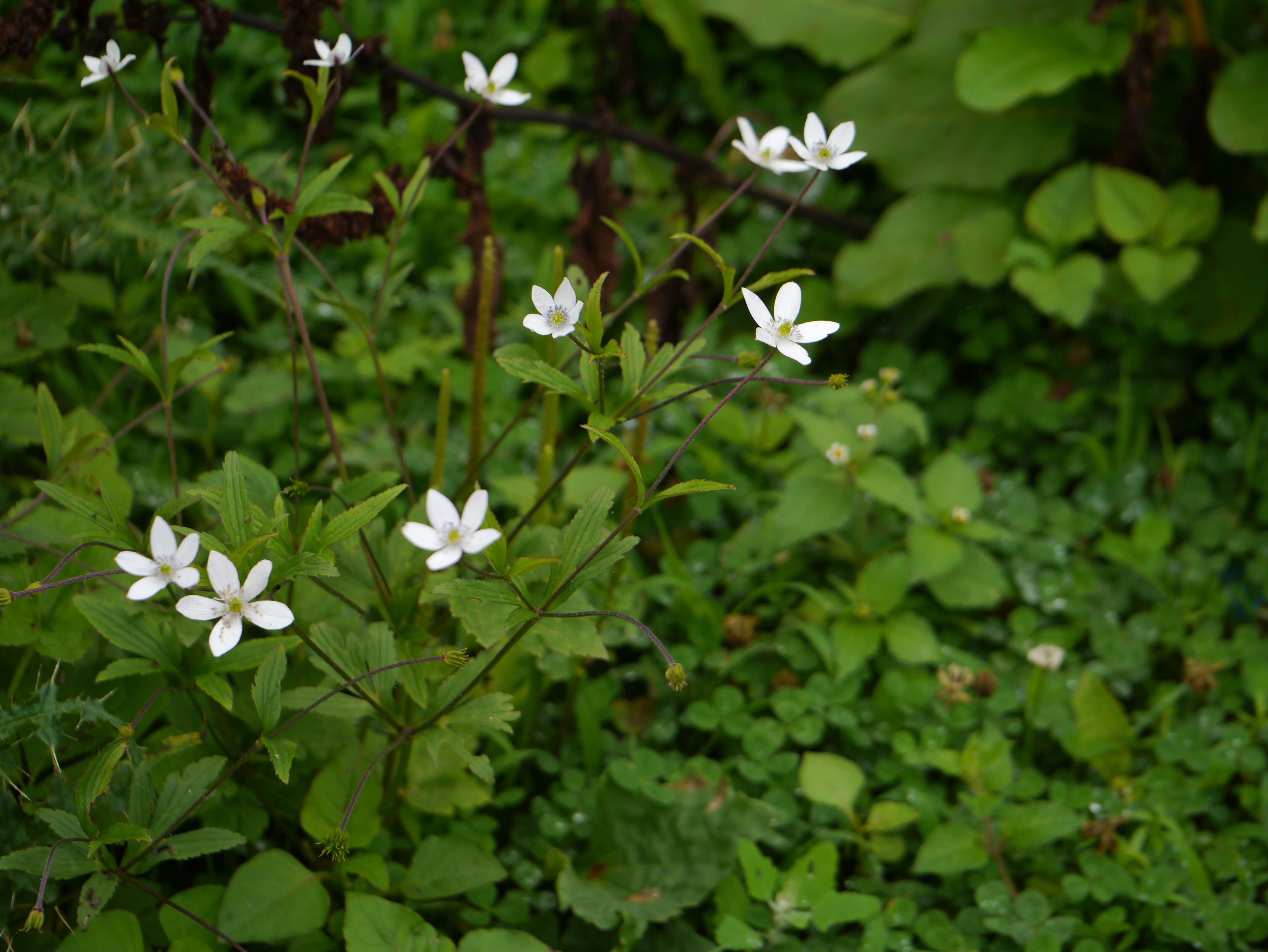 Image de <i>Anemone rivularis</i>