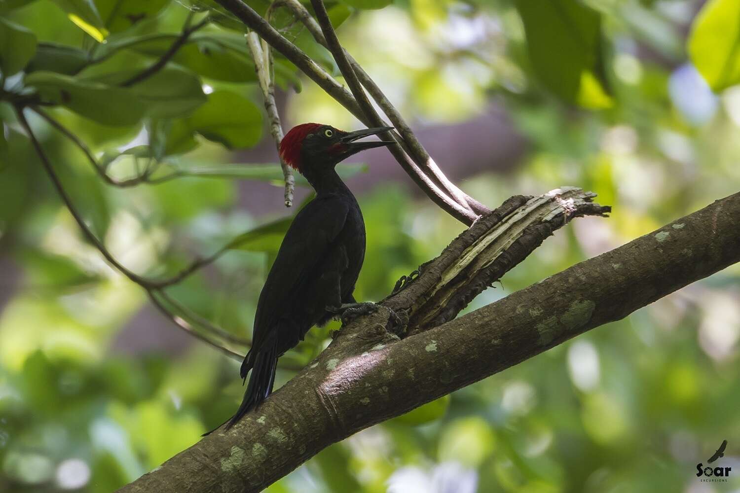 Image of Andaman Woodpecker