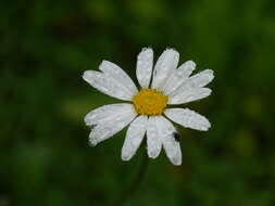 Image of Oxeye Daisy