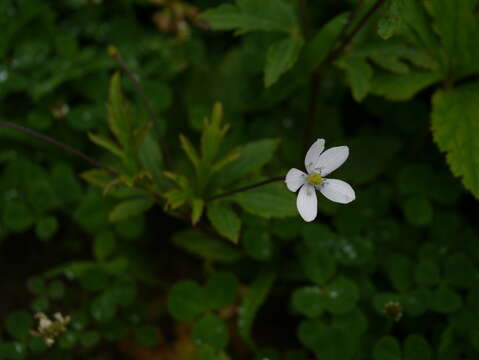 Image of <i>Anemone rivularis</i>