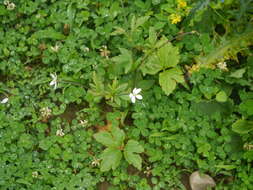 Image of <i>Anemone rivularis</i>