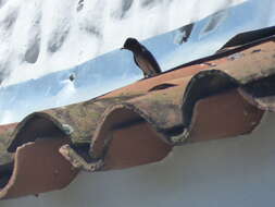 Image of Gray-breasted Martin