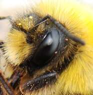 Image of White-tailed bumblebee