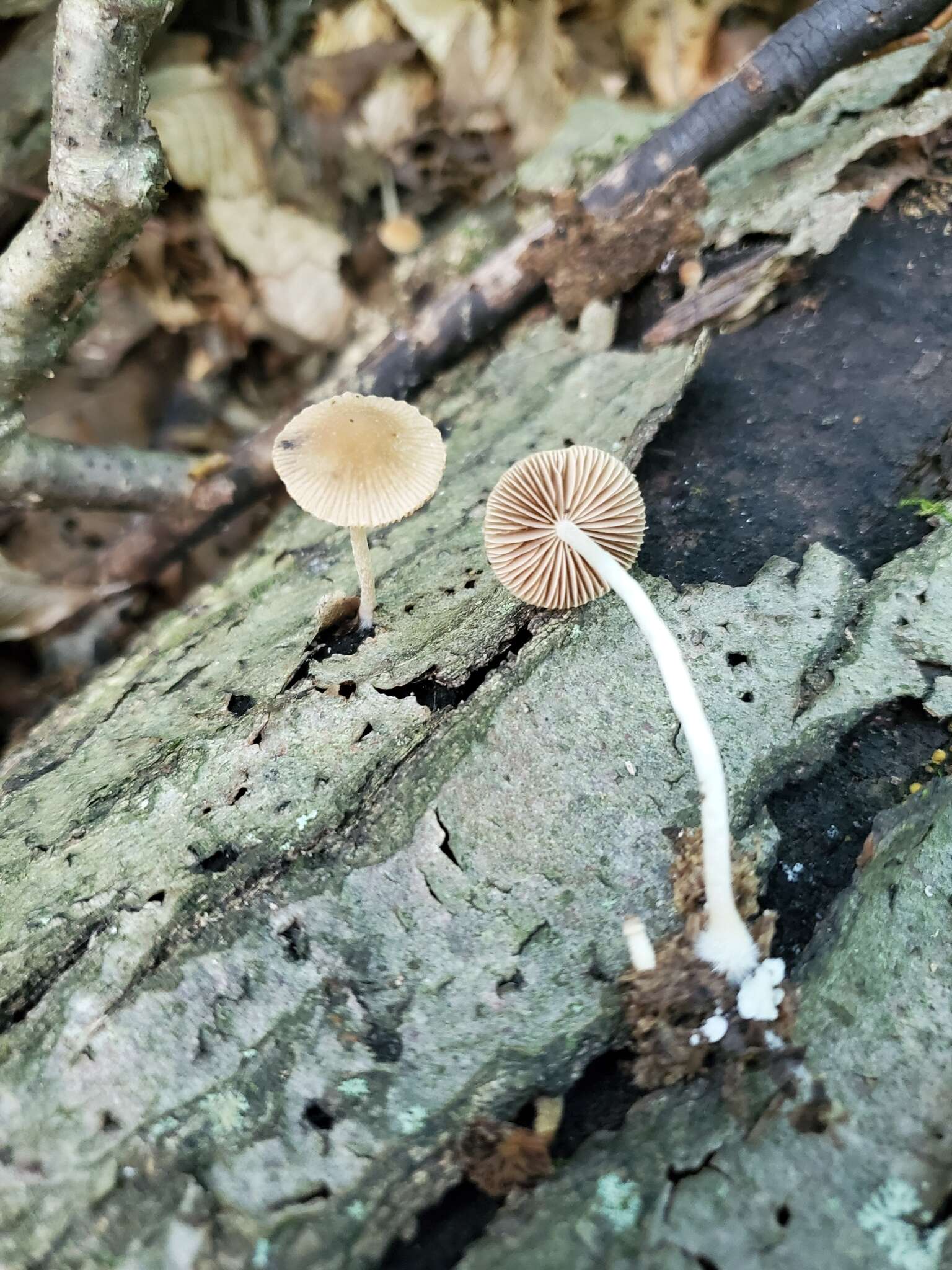 Imagem de Psathyrella psammophila A. H. Sm. 1972