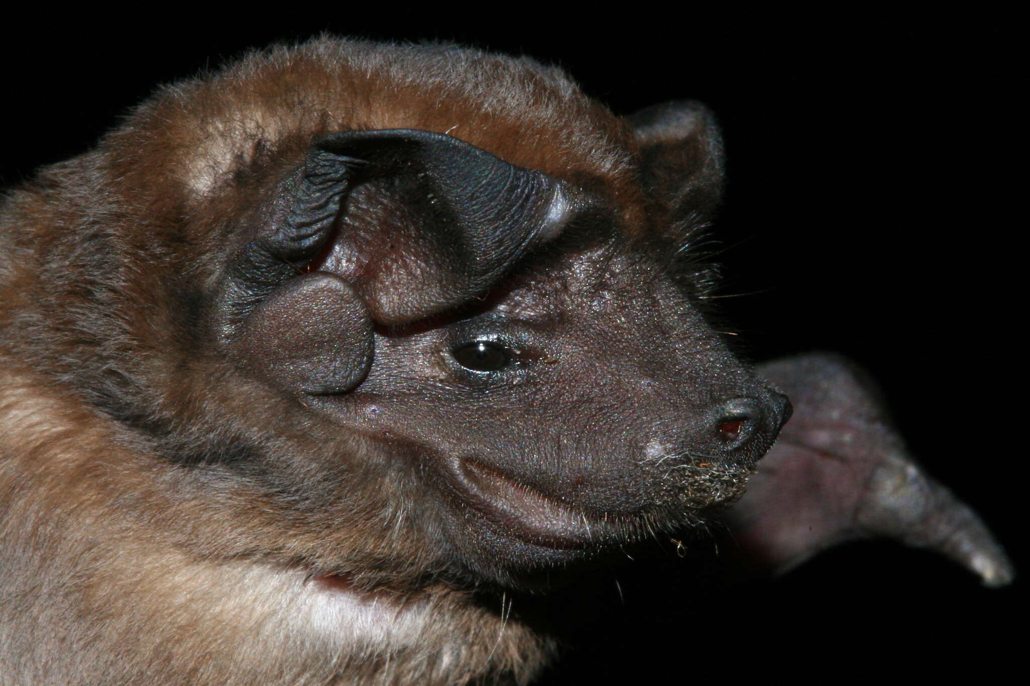 Image of Coiban Mastiff Bat
