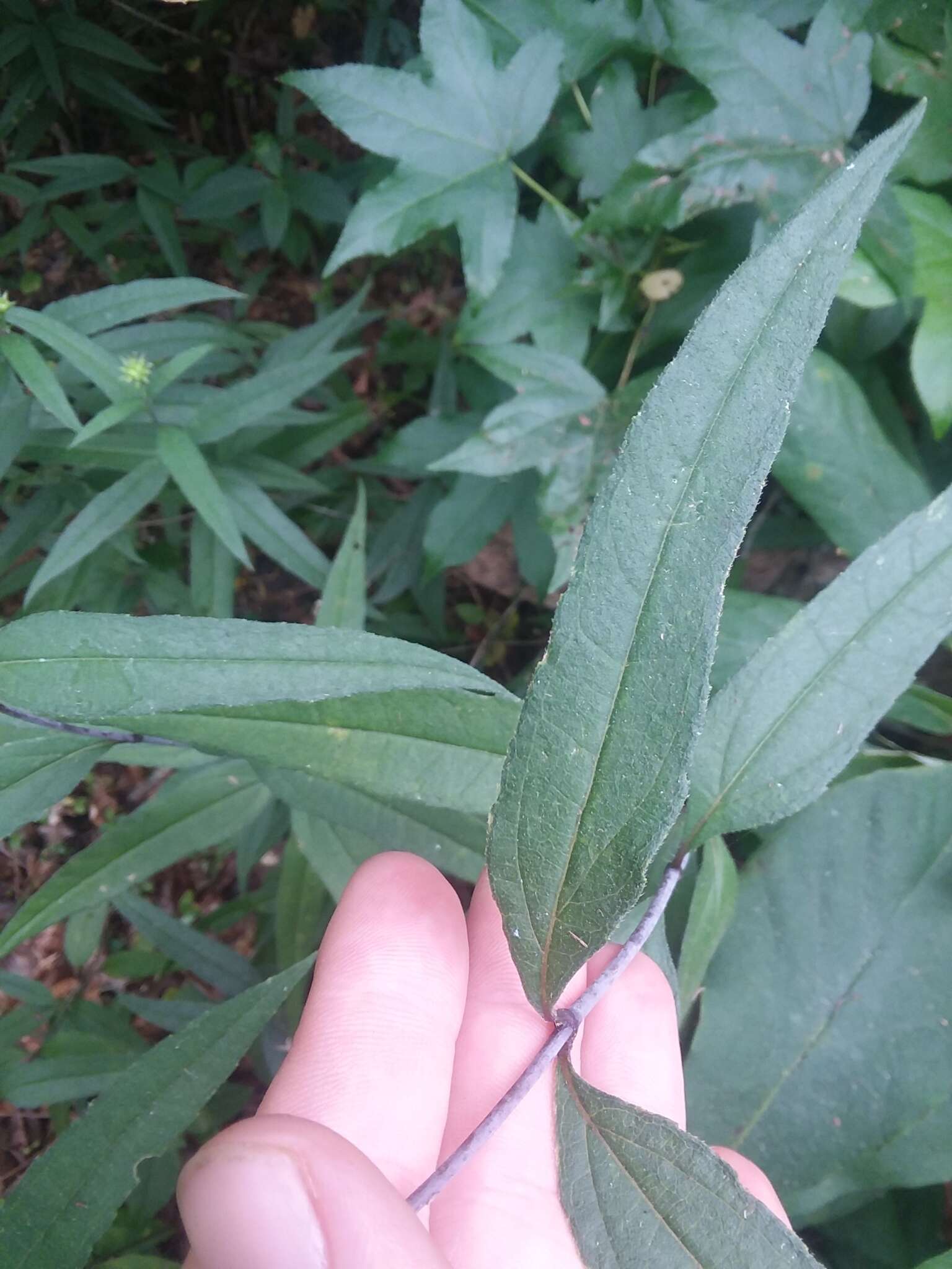 Image of Pale-Leaf Woodland Sunflower