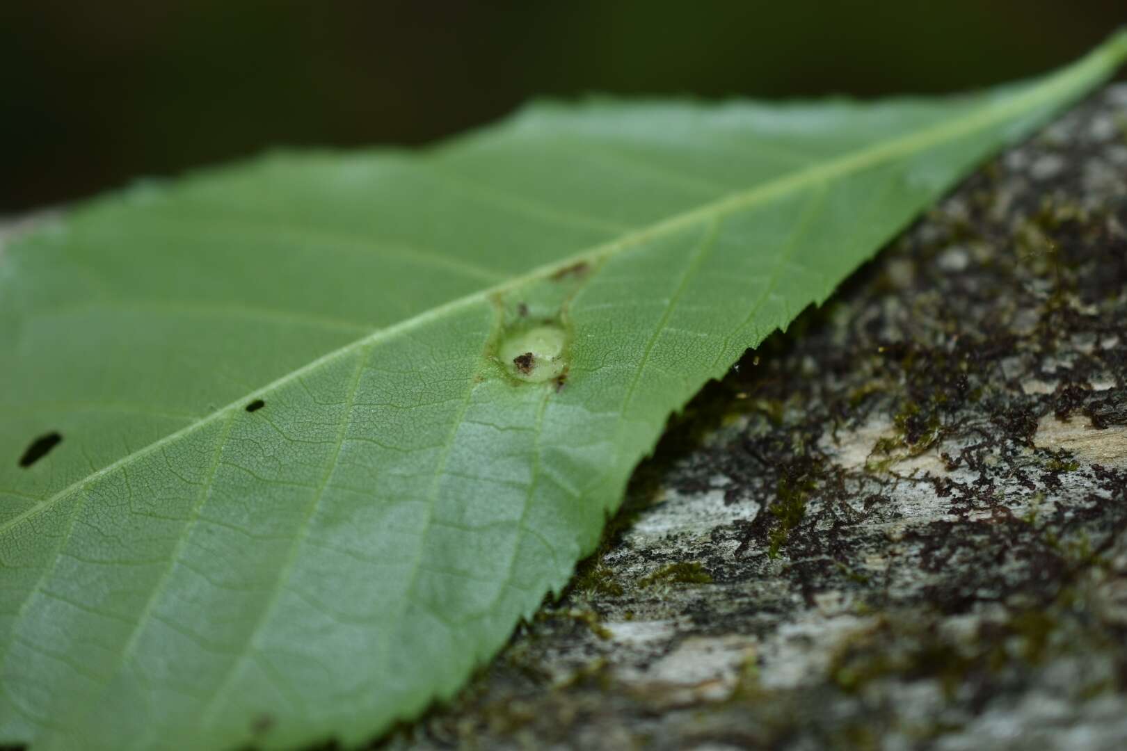 Image of Phylloxera conica (Shimer 1869)