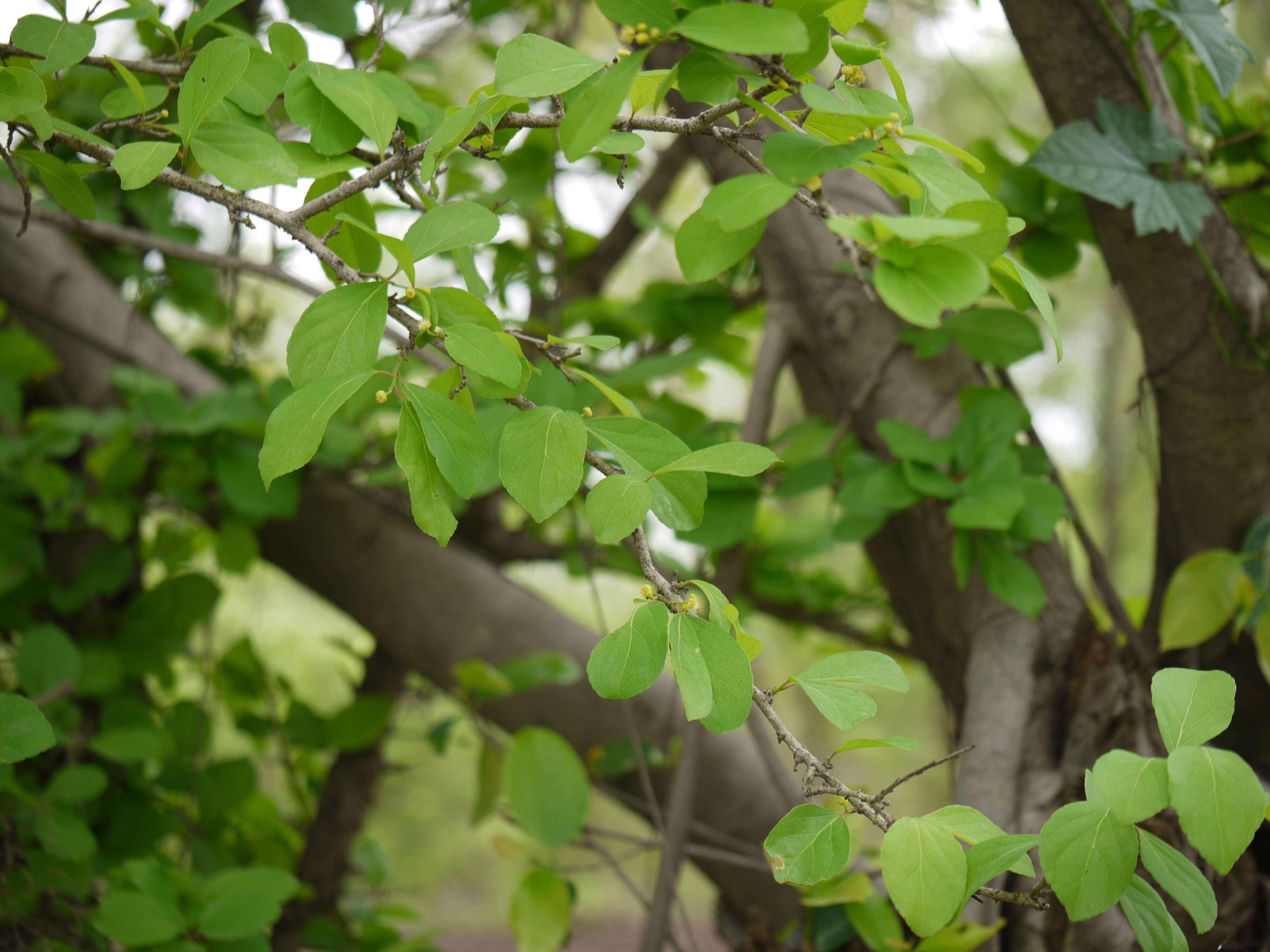 Image of governor's plum