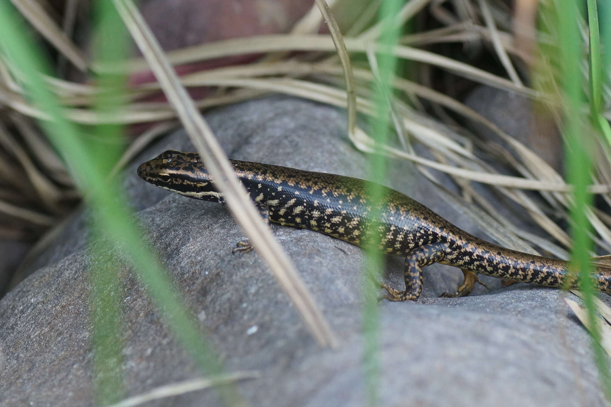 Image of Warm-temperate Water-skink