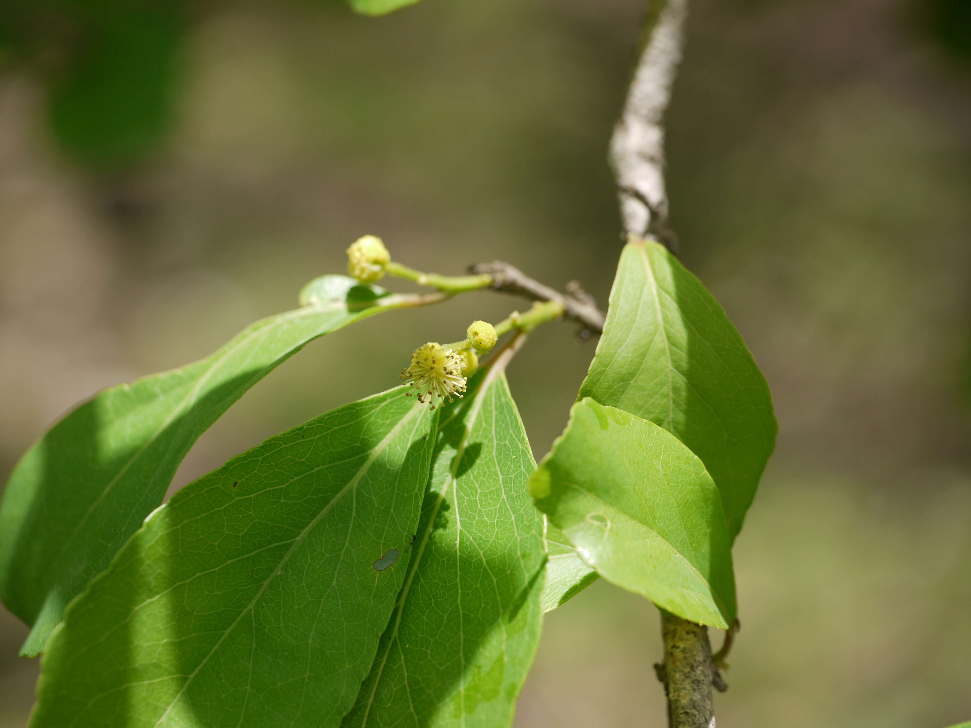 Image of governor's plum