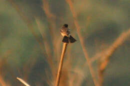 Image of Stejneger's Stonechat