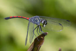 Image of Agrionoptera insignis (Rambur 1842)