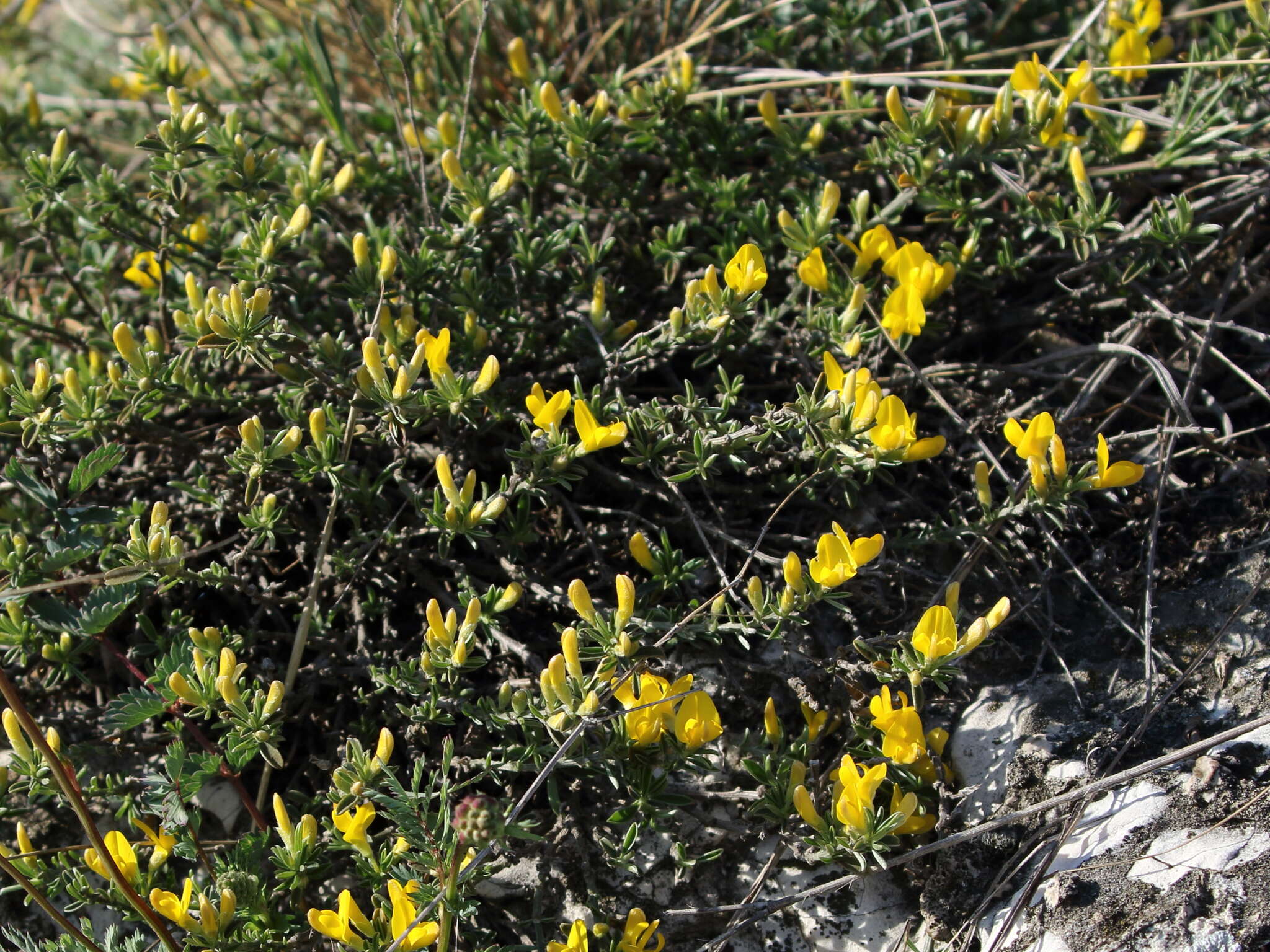 Imagem de Genista pilosa L.