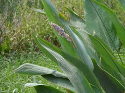 Image of Thalia multiflora Horkel ex Körn.