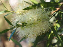 Plancia ëd Callistemon salignus (Sm.) Colv. ex Sweet