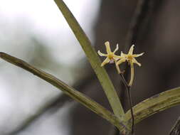 Image of Vanda testacea (Lindl.) Rchb. fil.