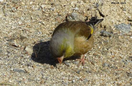 Image of Grey-capped Greenfinch