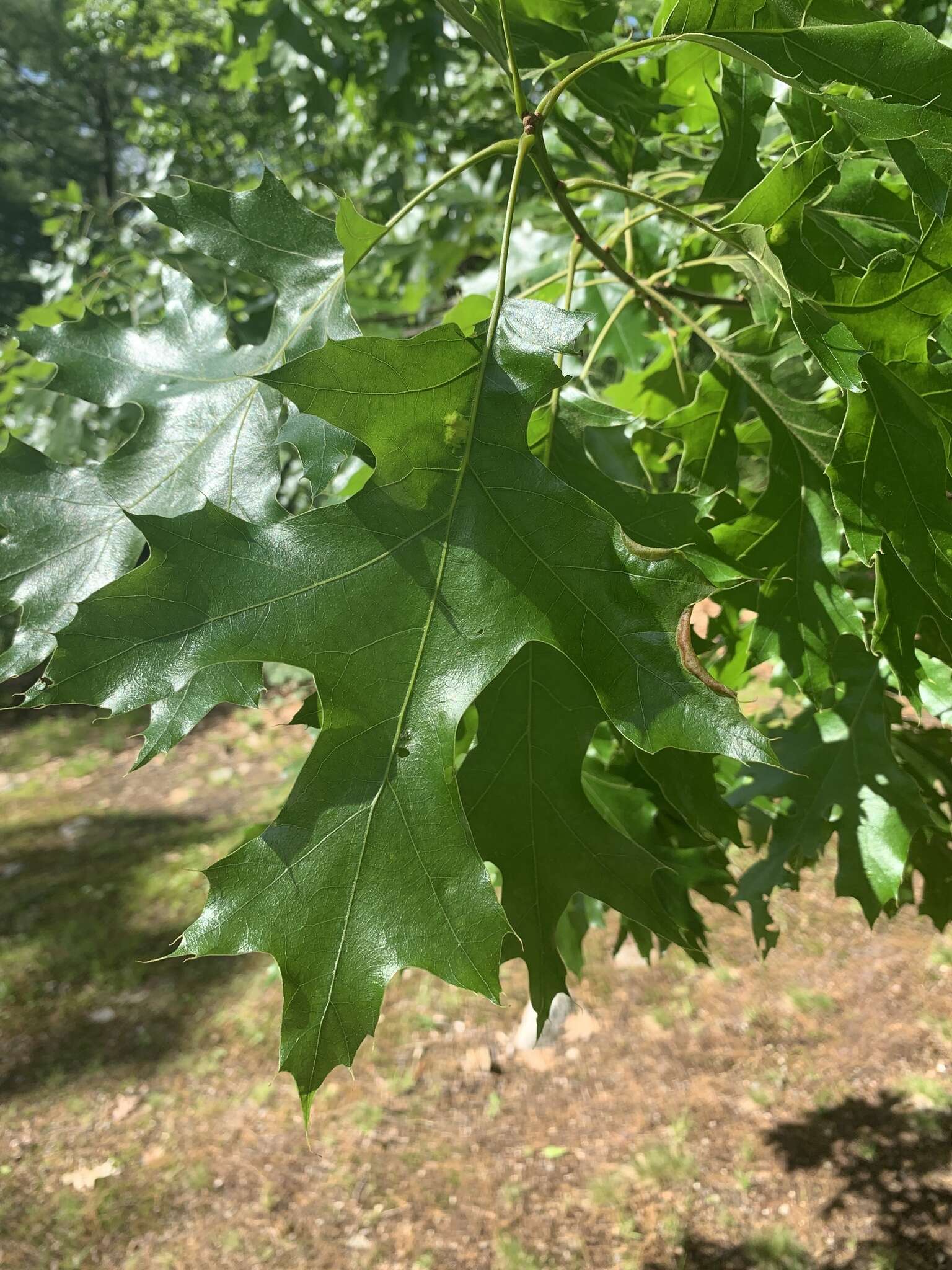 Macrodiplosis erubescens (Osten Sacken 1862)的圖片