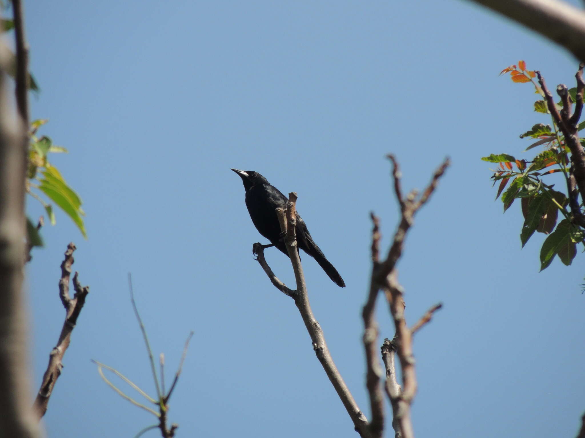 Image of Unicolored Blackbird