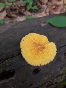 Image of Pluteus fenzlii (Schulzer) Corriol & P.-A. Moreau 2007