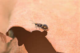 Image of Micropterix aureoviridella Höfner 1898