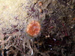 Image of brown stony coral