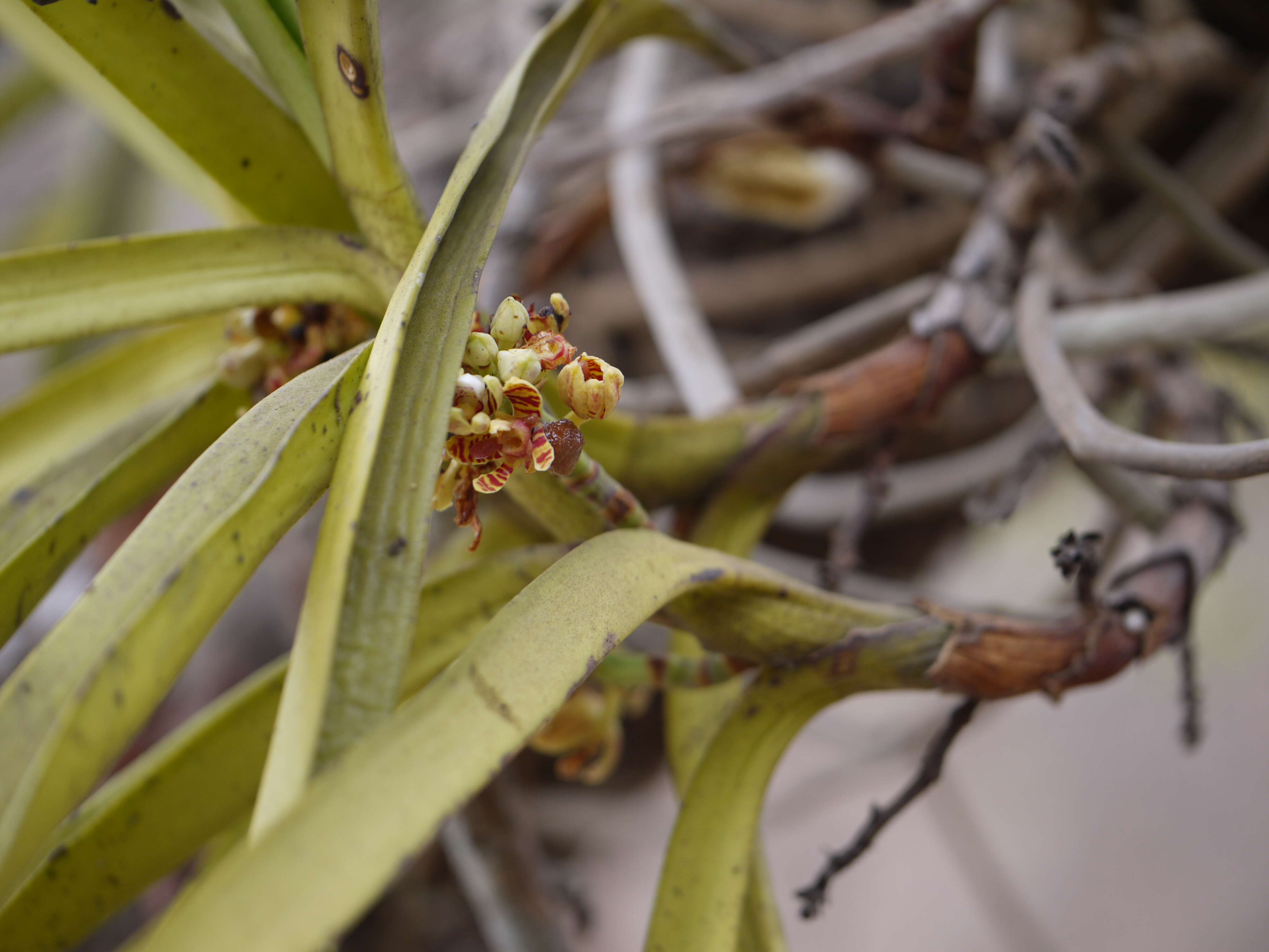 Image of Acampe praemorsa (Roxb.) Blatt. & McCann