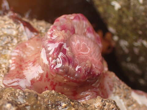 Image of Christmas anemone