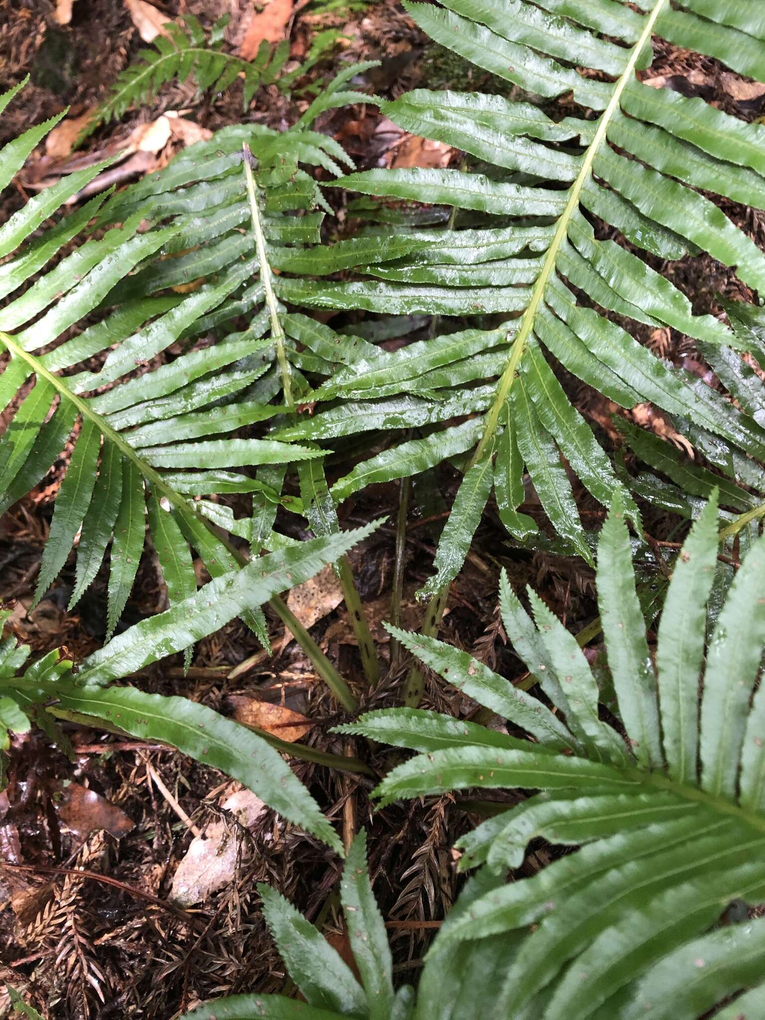 Imagem de Plagiogyria falcata Copel.