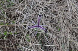 Слика од Iris narynensis O. Fedtsch.