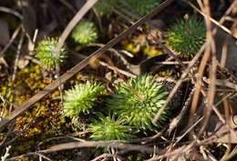 Image of Stylidium soboliferum F. Müll.