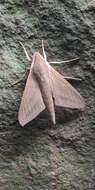 Image of Pale Brown Hawkmoth