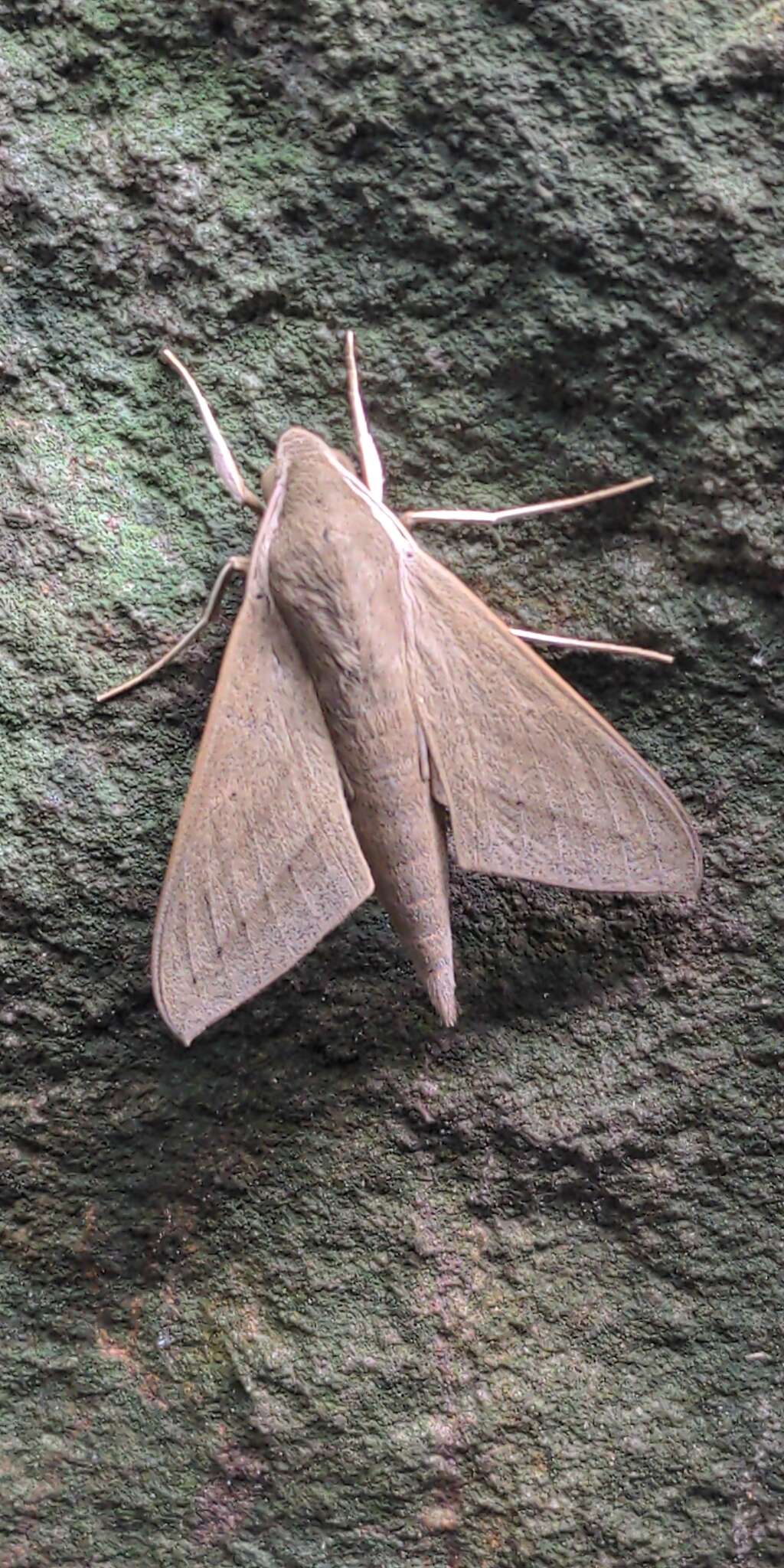 Image of Pale Brown Hawkmoth