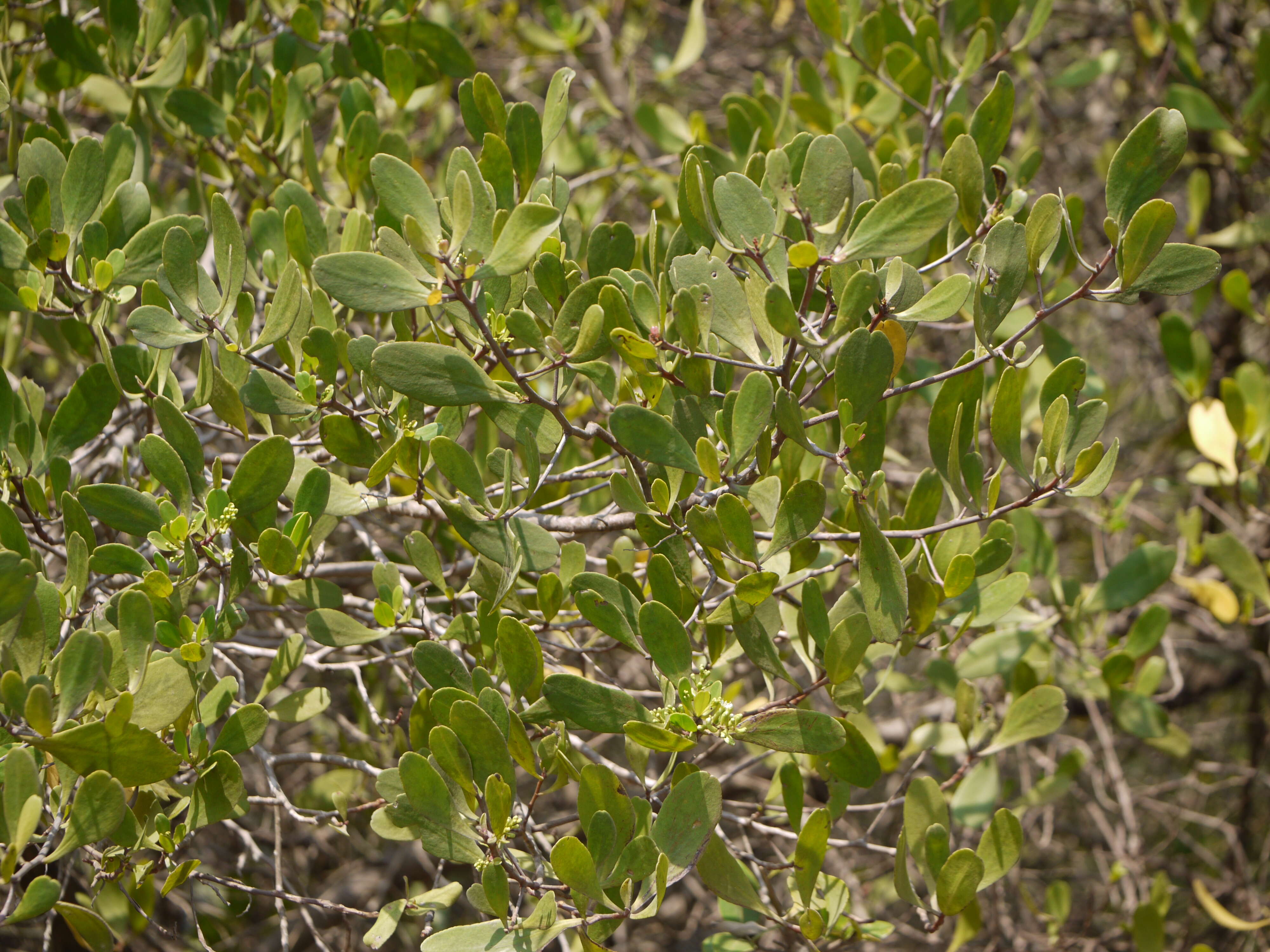 Image of Lumnitzera racemosa Willd.