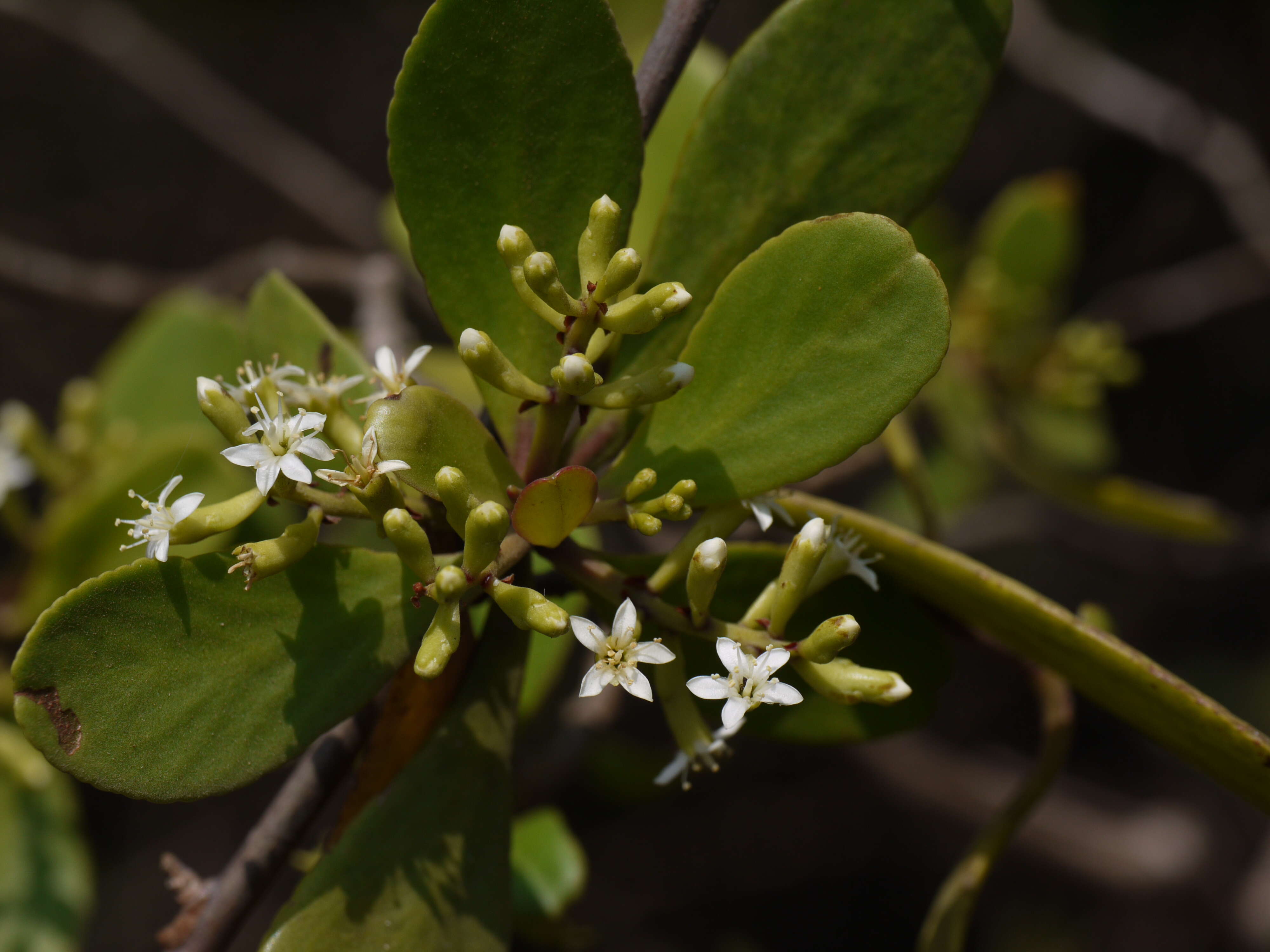 Image of Lumnitzera racemosa Willd.