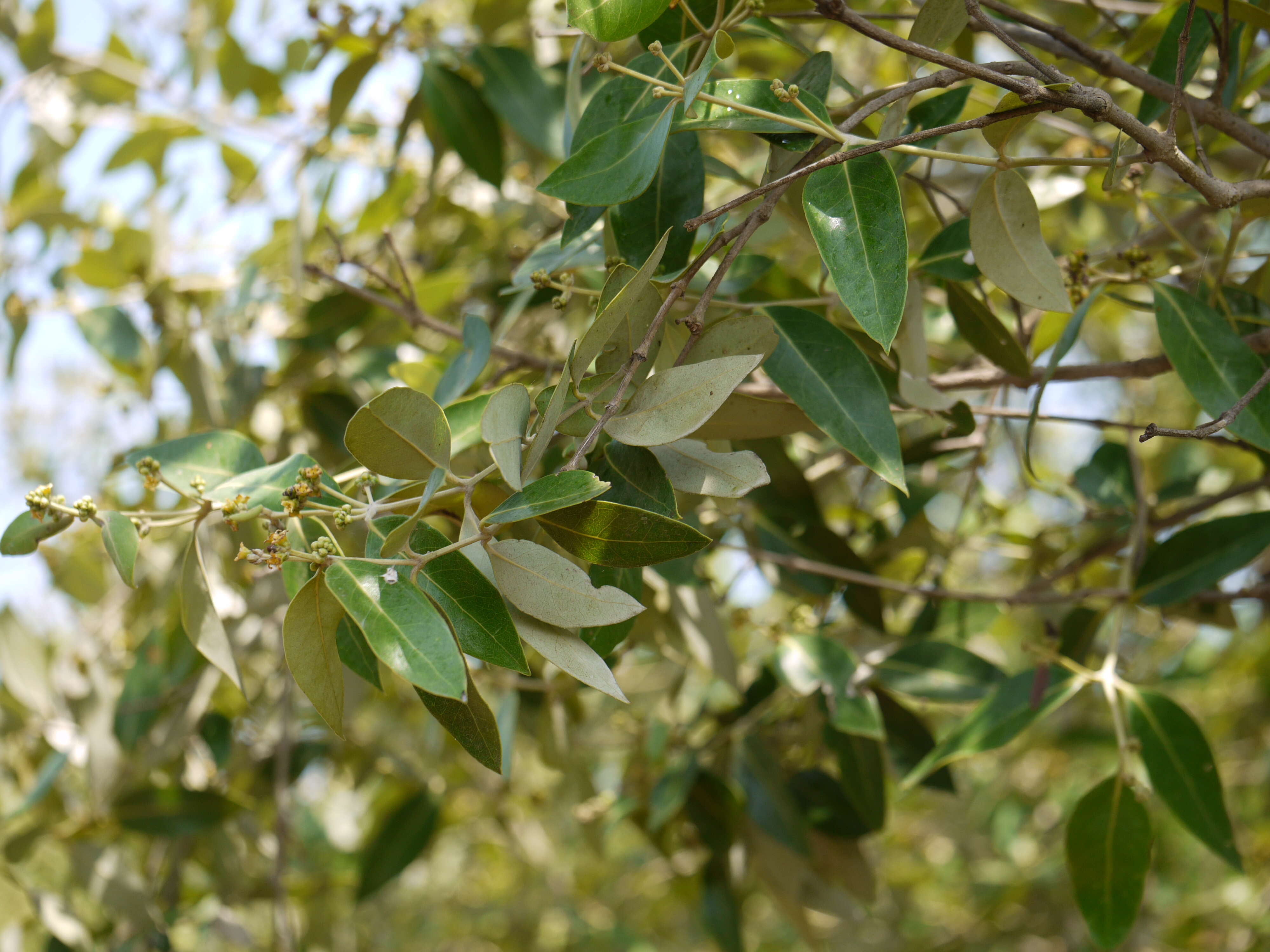 Image of Gray Mangrove