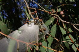 Image de Eucalyptus croajingolensis L. A. S. Johnson & K. D. Hill